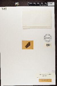 Arthopyrenia analepta image