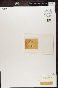 Media resource of Leptorhaphis epidermidis