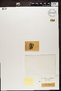 Lepraria membranacea image