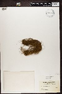 Alectoria fremontii image