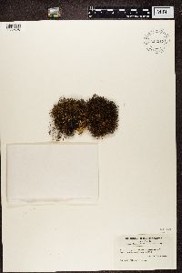 Bryoria fuscescens image