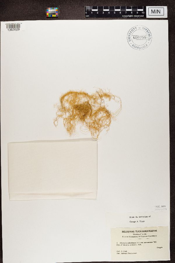 Alectoria ochroleuca var. sarmentosa image