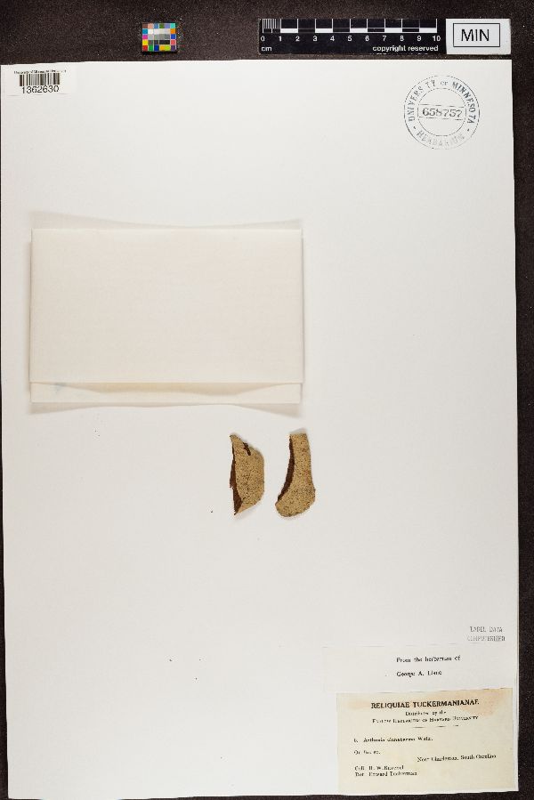 Arthonia cinnabarina image