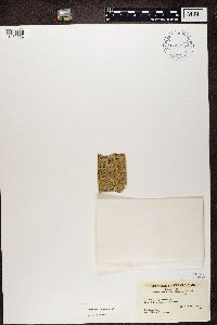 Arthothelium spectabile image