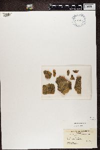 Arthothelium spectabile image