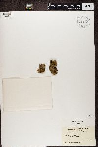 Buellia parasema image