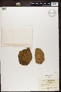 Buellia parasema image