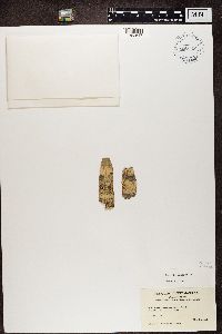 Buellia parasema image