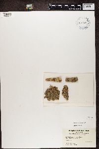 Buellia parasema image