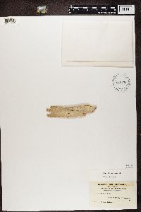 Mycocalicium subtile image