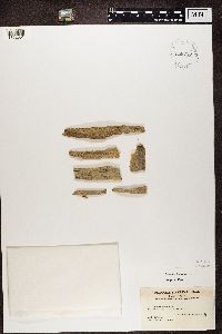 Chaenotheca trichialis image