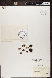 Kaernefeltia californica image