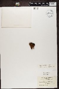 Cetraria ericetorum image