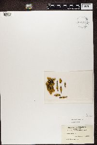 Vulpicida pinastri image