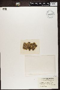 Cladonia cervicornis image