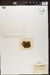 Cladonia pyxidata image