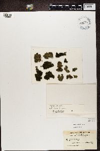 Collema flaccidum image