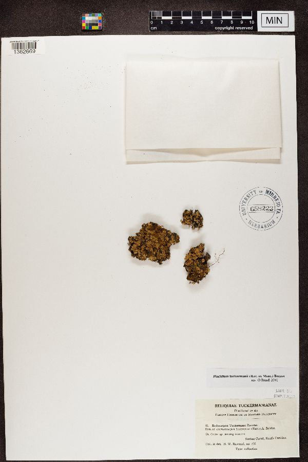 Endocarpon tuckermanii image