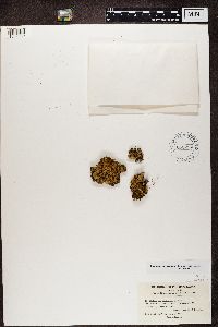 thumbnail image of current specimen
