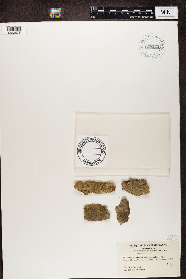 Graphis dendritica var. medusula image