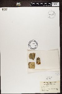 Image Associated With the Occurence