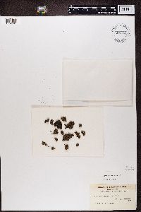 Fuscopannaria leucosticta image