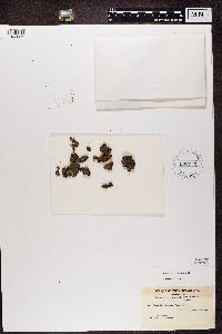 Fuscopannaria leucosticta image