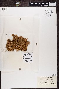 Punctelia subflava image