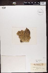 Arctoparmelia centrifuga image