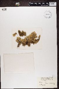 Xanthoparmelia conspersa image