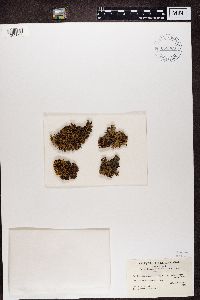 Hypogymnia enteromorphoides image