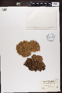 Parmelia saxatilis image