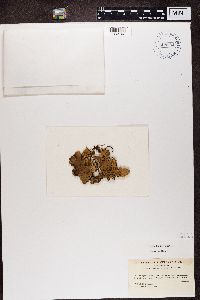 Peltigera membranacea image