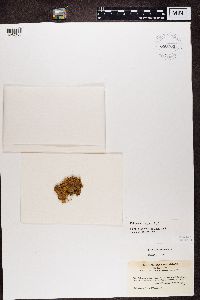 Peltigera canina image