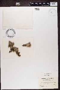 Physcia stellaris image