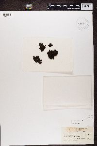 Umbilicaria hyperborea image