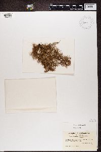 Usnea ceratina image