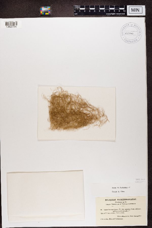 Usnea ceratina image