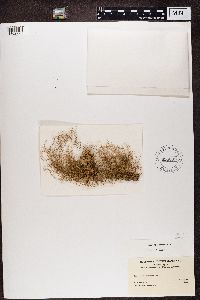 Usnea trichodea image