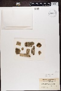 Thumbnail image of current specimen