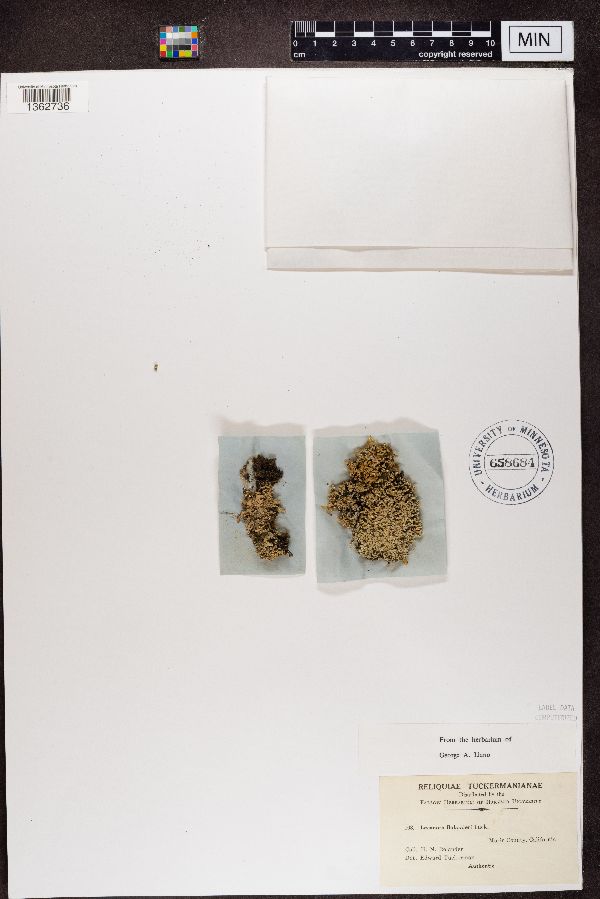 Cladidium bolanderi image