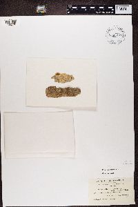 thumbnail image of current specimen