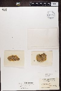 Lecanora tartarea image