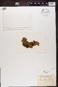 Nephroma parile image