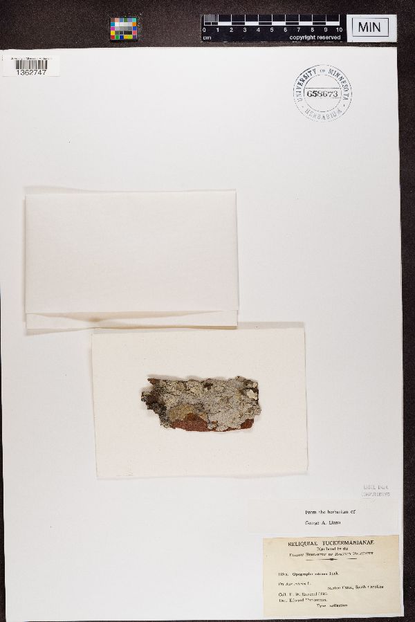 Opegrapha astraea image