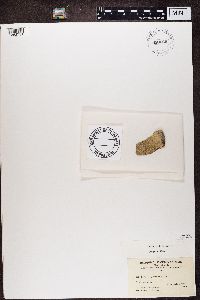 Pertusaria pertusa image