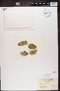 Pertusaria pertusa image