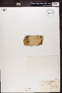 Varicellaria velata image