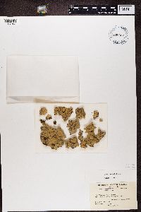 Thelotrema ravenelii image