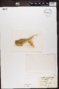 Usnea cavernosa image